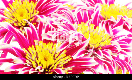 Groupe de chrysanthème rouge avec centre jaune Banque D'Images