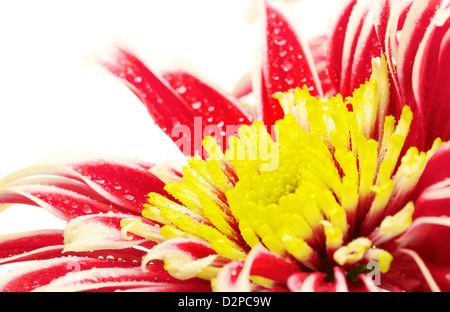 Groupe de chrysanthème rouge avec centre jaune Banque D'Images