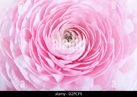 Ranunculus asiaticus renoncule (Perse) Banque D'Images