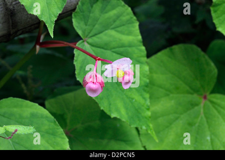 Un gros plan d'hardy begonia dans Mitake-san mountain Tokyo Japon Banque D'Images