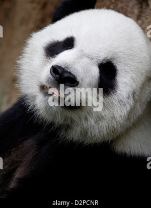 Grand Panda eating bamboo Memphis Zoo Virginia Banque D'Images