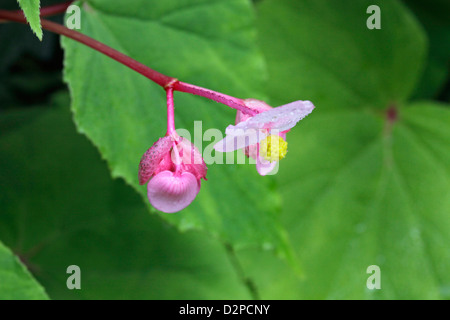 Un gros plan d'hardy begonia dans Mitake-san mountain Tokyo Japon Banque D'Images