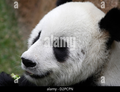 Grand Panda eating bamboo Memphis Zoo Virginia Banque D'Images