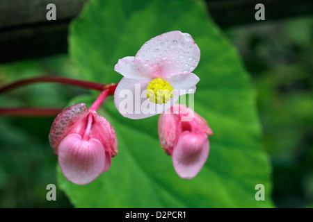 Un gros plan d'hardy begonia dans Mitake-san mountain Tokyo Japon Banque D'Images