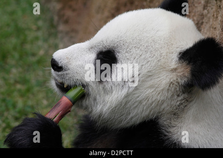 Grand Panda eating bamboo Memphis Zoo Virginia Banque D'Images