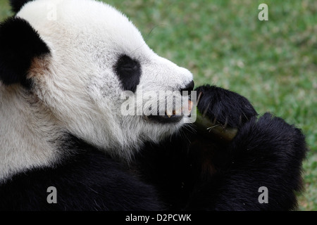 Grand Panda eating bamboo Memphis Zoo Virginia Banque D'Images