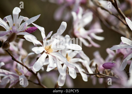 Magnolia x loebneri 'Leonard Messel' Banque D'Images