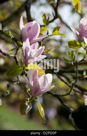 Magnolia soulangeana Bourgogne Banque D'Images