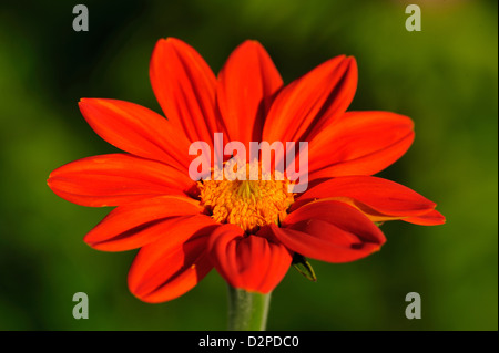 Rundblaettrige Tithonie (Tithonia rotundifolia) • Landkreis Schwaebisch Hall, Bade-Wurtemberg, Allemagne Banque D'Images