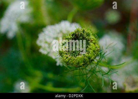 Aussi connu sous le nom d'Ammi visnaga cure-dents des mauvaises herbes et des Blütenball - Gros plan du nouveau capitule (gousse) début d'ouvrir Banque D'Images