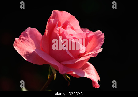 Floribunda-Rose (Rosa spec.) • Landkreis Schwaebisch Hall, Bade-Wurtemberg, Allemagne Banque D'Images