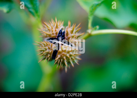 Fruit de Datura stramonium L, également connu sous le nom de la stramoine, Stramoine, Thornapple, Thorn Apple. La gousse ouverte/tête. L'Afrique. Banque D'Images