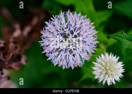 La floraison et les jeunes globe bleu - Echinops ritro Chardons Banque D'Images