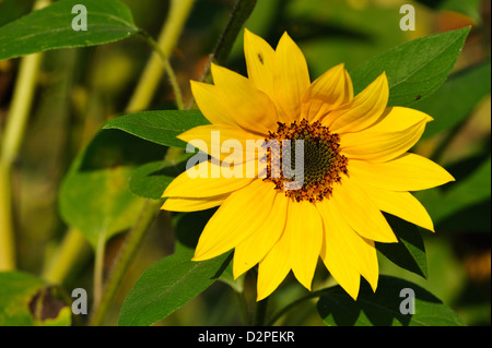 Sonnenblume tournesol (Helianthus annuus) • Landkreis Schwaebisch Hall, Bade-Wurtemberg, Allemagne Banque D'Images
