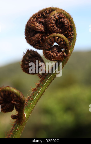 Les nouvelles pousses d'une fougère arborescente de Nouvelle-Zélande s'effilocher lentement Banque D'Images