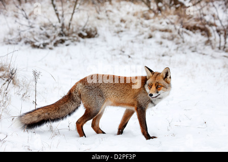 Le renard roux (Vulpes vulpes) la chasse le long de la lisière de la forêt dans la neige en hiver Banque D'Images