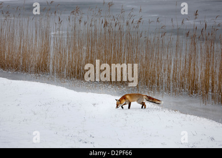 Le renard roux (Vulpes vulpes) chasse le long de la roselière et le lac dans la neige en hiver Banque D'Images
