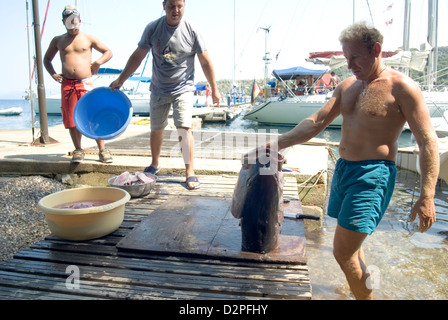 Les hommes de préparer la prise du jour Chair de Thon Blanc Germon poissons Banque D'Images