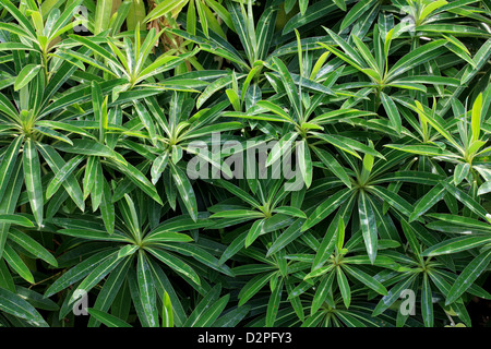 Le miel de l'euphorbe ésule, Secteur de l'euphorbe ésule, Euphorbia mellifera (syn. Tithymalus) melliferus, Euphorbiaceae. Madère. Banque D'Images