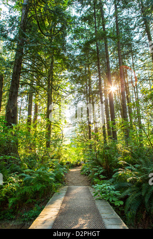 La passerelle et le chemin à travers la forêt Banque D'Images