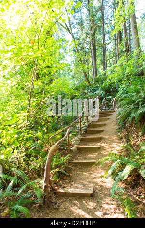 Escalier dans forest Banque D'Images