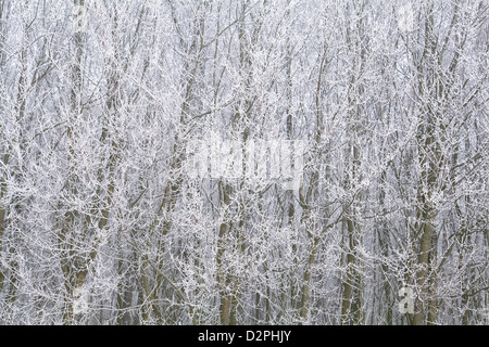 Arrière-plan de plein air de branches d'arbres couverts de givre Banque D'Images