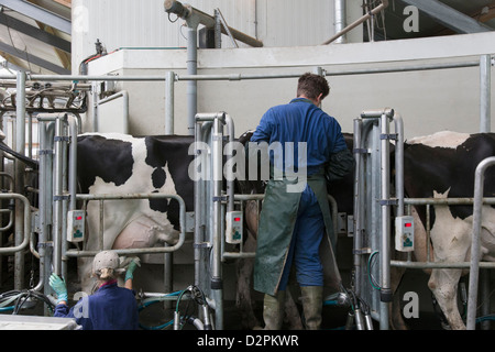 Les travailleurs de race blanche avec la traite des vaches Banque D'Images