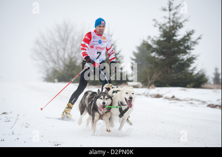 De X. Participatant World sleddog Racing Championship F.I.S.T.C. 11 février 2011 dans Donovaly, Slovaquie Banque D'Images