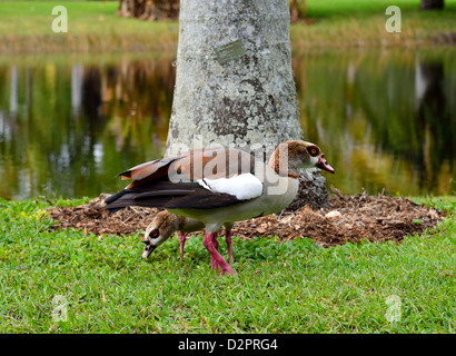 Une paire d'oies égyptiennes (Alopochen aegyptiacus) au pâturage le Fairchild Botanical Garden. Coral Gables, en Floride, aux Etats-Unis. Banque D'Images