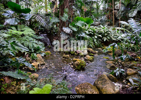 Un jardin tropical et creek. Fairchild Botanical garden. Coral Gables, en Floride, aux Etats-Unis. Banque D'Images