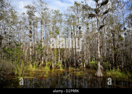 Le cyprès chauve à la forêt nationale de Big Cypress, en Floride, aux États-Unis. Banque D'Images