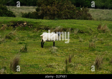 Mouton debout sur une colline, le Parc National de Killarney, Killarney, comté de Kerry, Irlande Banque D'Images