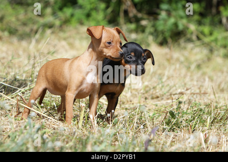 Chien Prazsky krysarik / Prague Ratter / Ratier de Prague deux chiots différentes couleurs dans un pré Banque D'Images