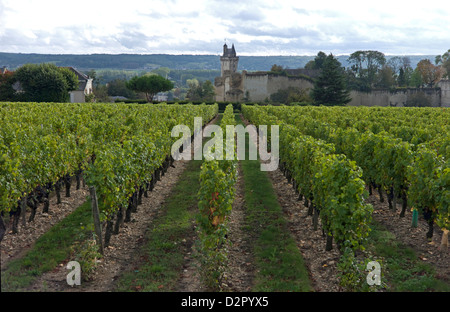 Vignoble, Chinon, Indre-et-Loire, Touraine, France, Europe Banque D'Images