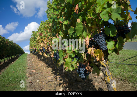 Vignoble, Saumur, Maine-et-Loire, Loire, France, Europe Banque D'Images