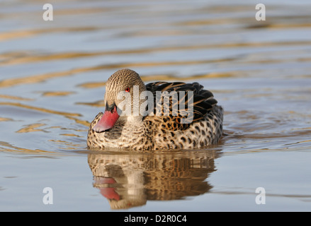 Canard - Canard du cap Anas capensis Banque D'Images