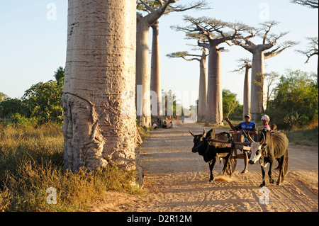 L'Allée des Baobabs, un groupe d'arbres baobab la route entre Morondava et Belon'i Tsiribihina, Madagascar Banque D'Images