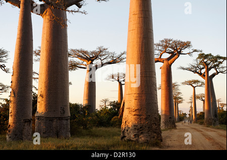 L'Allée des Baobabs, un groupe d'arbres baobab la route entre Morondava et Belon'i Tsiribihina, Madagascar Banque D'Images