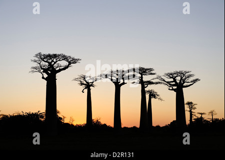 L'Allée des Baobabs, un groupe d'arbres baobab la route entre Morondava et Belon'i Tsiribihina, Madagascar Banque D'Images