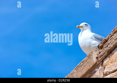 Seagull assis sur un mur de pierre contre ciel bleu clair. Banque D'Images