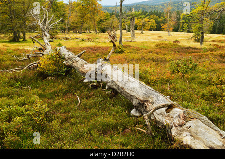 Pature aux couleurs de l'automne, le Parc National de la forêt bavaroise, Bavaria, Germany, Europe Banque D'Images