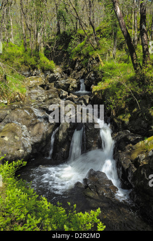 Chutes d'eau à bois de Cris, près de Newton Stewart, Dumfries et Galloway, Écosse, Royaume-Uni, Europe Banque D'Images