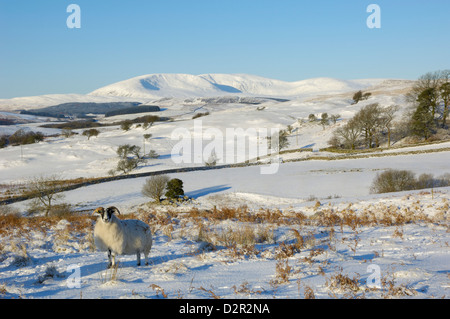 Face noire avec des moutons de Cairnsmore flotte dans l'arrière-plan dans la neige de l'hiver, Laghead, Dumfries et Galloway, Écosse, Royaume-Uni Banque D'Images