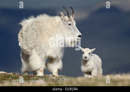 La chèvre de montagne (Oreamnos americanus) nounou et kid, Mount Evans, Arapaho-Roosevelt National Forest, Colorado, USA Banque D'Images