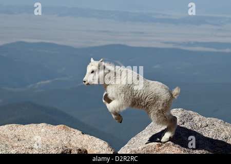 La chèvre de montagne (Oreamnos americanus) kid jumping, Mount Evans, Arapaho-Roosevelt National Forest, Colorado, USA Banque D'Images