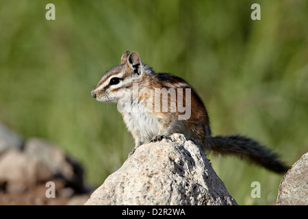 Colorado chipmunk (Eutamias quadrivittatus), San Juan National Forest, Colorado, États-Unis d'Amérique, Amérique du Nord Banque D'Images