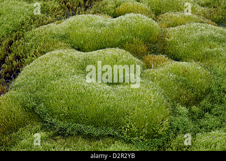 Close-up of moss formulaires, San Juan National Forest, Colorado, États-Unis d'Amérique, Amérique du Nord Banque D'Images