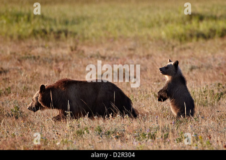 Ours grizzli (Ursus arctos horribilis) sow et les CUB, Glacier National Park, Montana, USA Banque D'Images