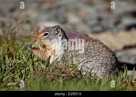 Spermophile du Columbia (Citellus columbianus) alimentation, Glacier National Park, Montana, USA Banque D'Images