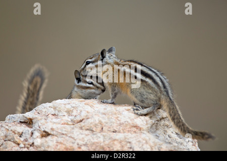 Deux Le tamia mineur (Tamias minimus), Custer State Park, Dakota du Sud, États-Unis d'Amérique, Amérique du Nord Banque D'Images